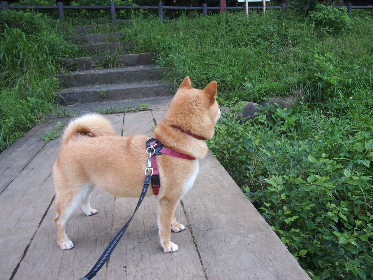 篮球之夜的双重传奇，CBA北京队的战术胜利与NBA福克斯的封神之战