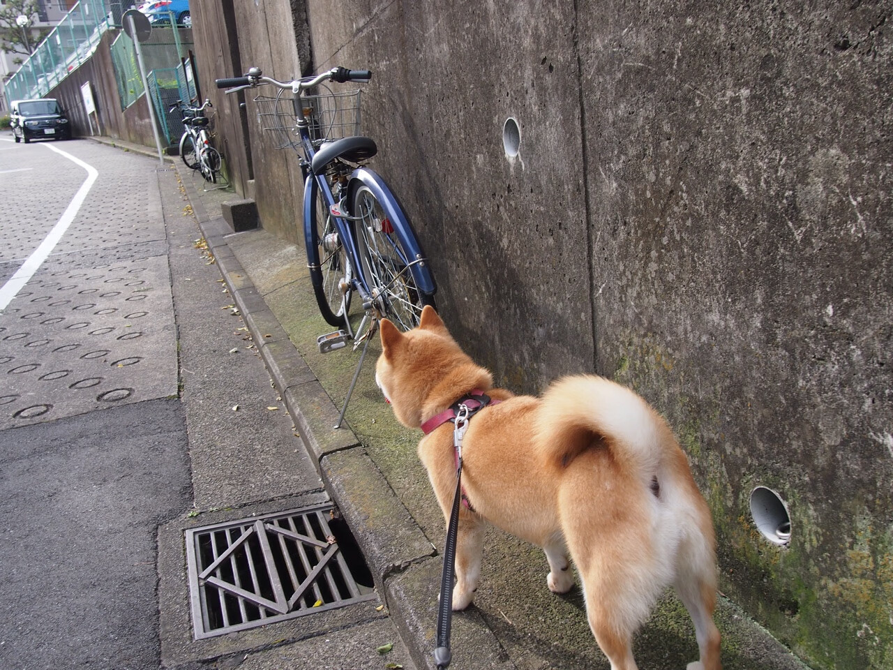 唯一性之夜，非洲雄狮塞内加尔强行终结德甲巨人，奥利维耶化身为关键先生