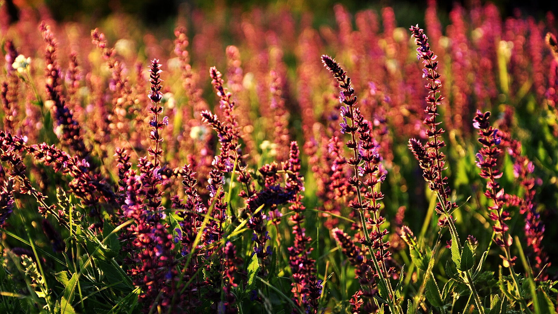 远征高原，当欧冠遭遇战改写了战争地理学