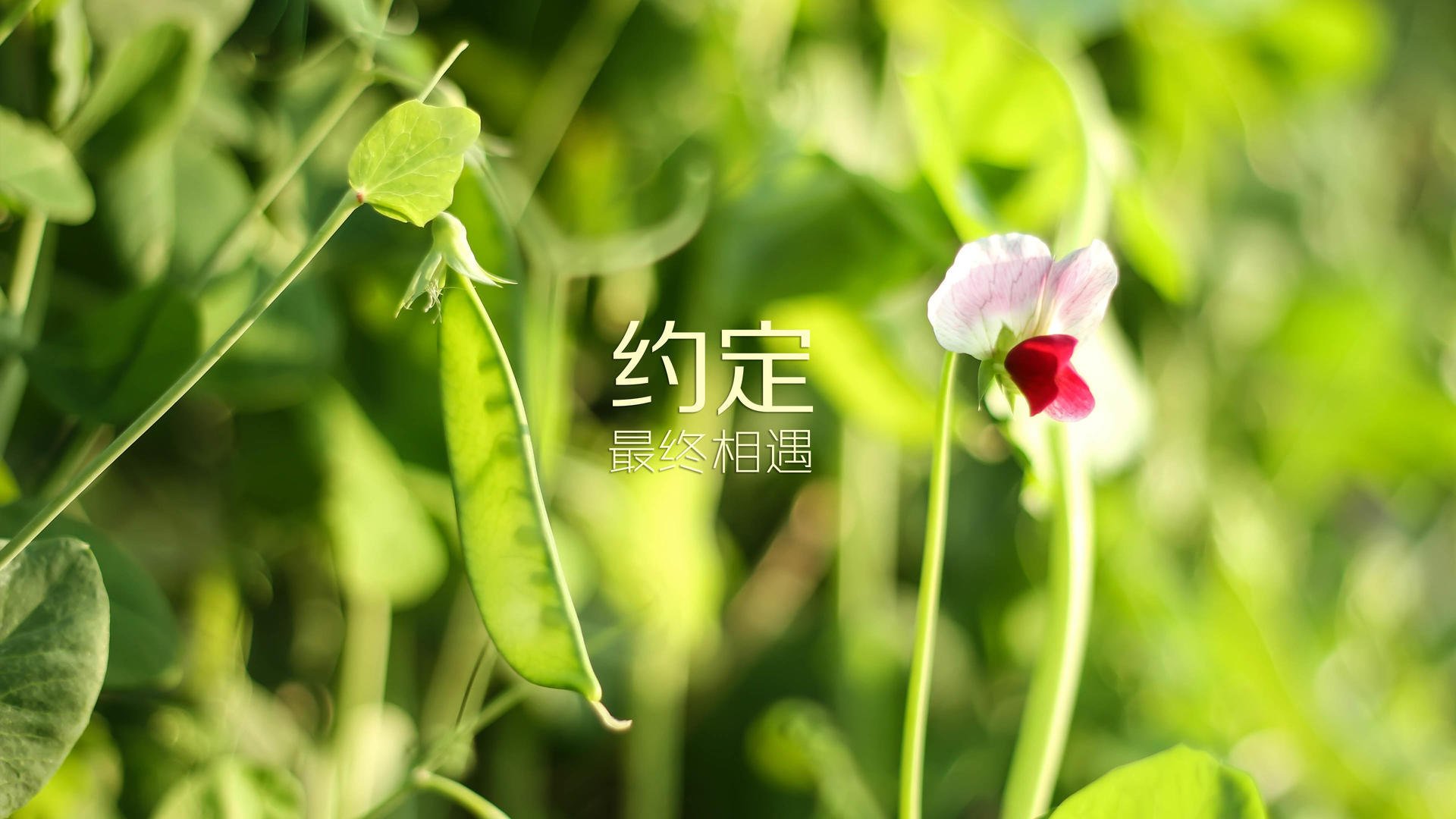 冰封童话，黄金纽带，坎塞洛引领葡萄牙新航海时代，芬兰战术压制丹麦改写北欧剧本